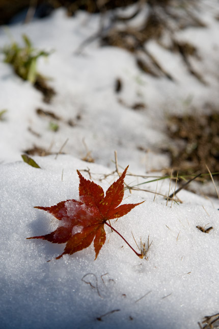 紅葉も、綺麗に輝く