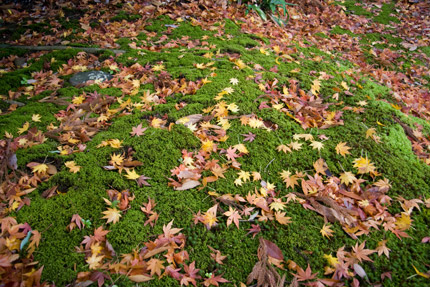 緑の苔の上に落ちた紅葉