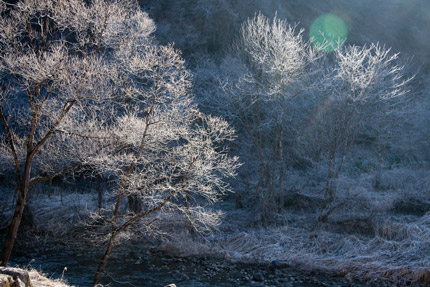 霜の付いた木々に光が
