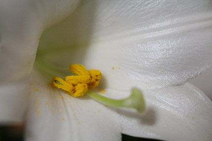 めしべの花粉