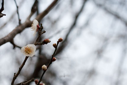 梅の花