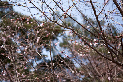 十月桜（ジュウガツザクラ）