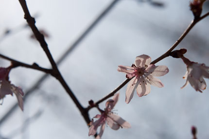 薄紅色の花びら