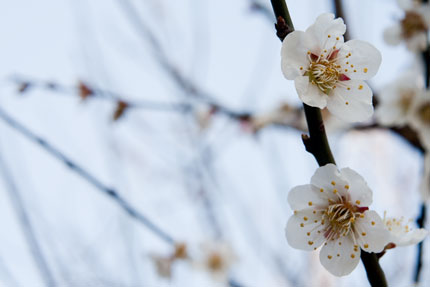 梅の花