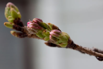 我が家の桜状況