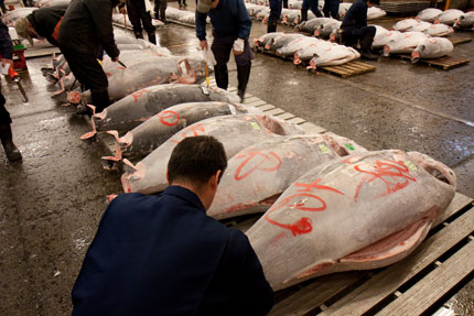 本マグロの冷凍物