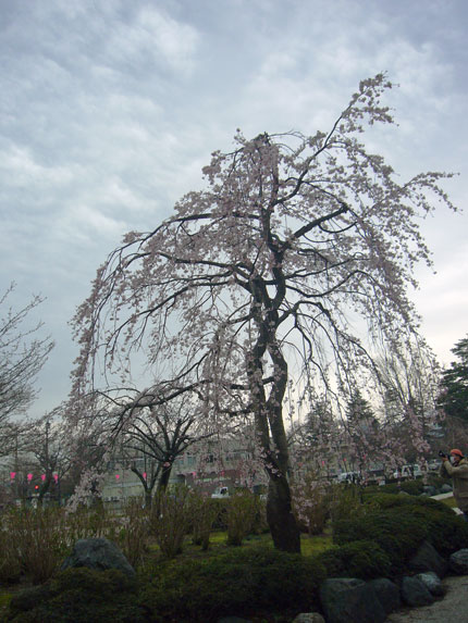 高田城址公園東側の枝垂れ桜