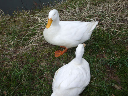 高田公園にいるアヒル