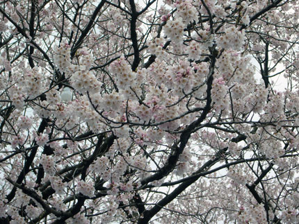 一部に咲いていた桜