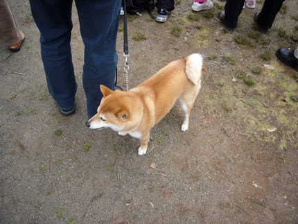 イベント会場で見つけた柴犬