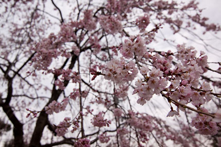 枝垂れ桜