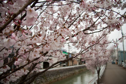 儀明川沿いに咲いていた小彼岸桜