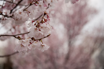 小彼岸桜