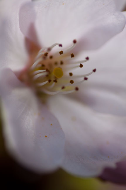 目一杯寄ってみて桜