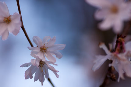 十月桜（ジュウガツザクラ）