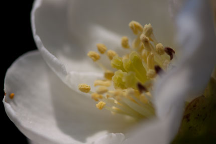 木瓜の花