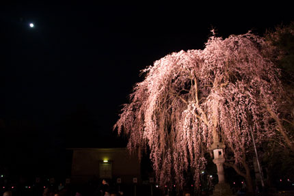 忠霊党前の枝垂れ桜