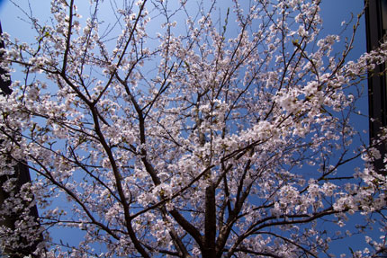 事務所脇の桜