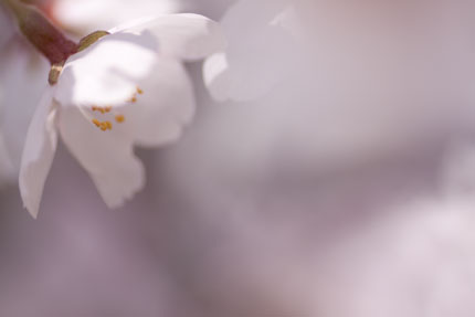 淡い光に桜