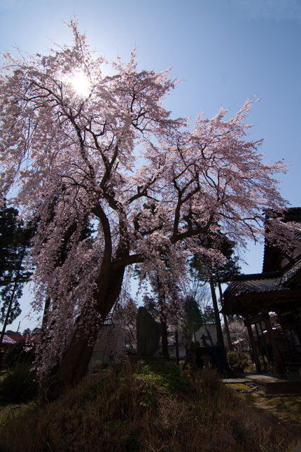 日朝寺の枝垂れ桜