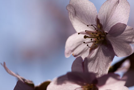 薄紅色の枝垂れ桜