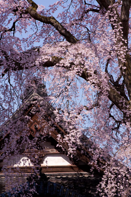 日朝寺のシダレザクラ