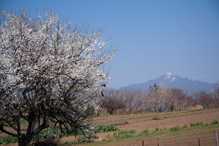 畑と米山と白い桃の花