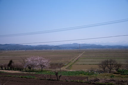 田畑の真ん中に桜の木