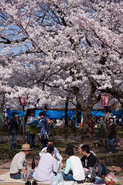 やっぱり花見は、桜の木の下