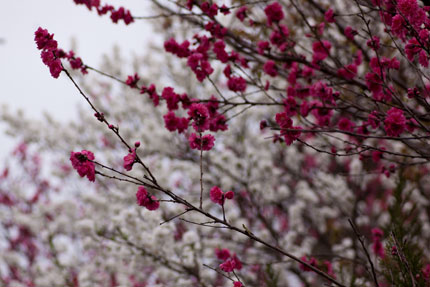 お寺に咲いた桃の花