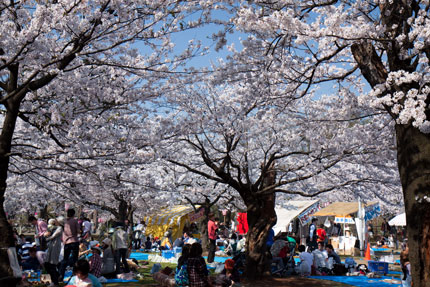 満開の桜