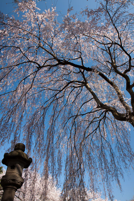 忠霊党前の枝垂れ桜