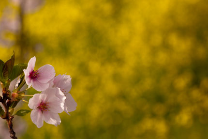 桜のピンクと菜の花の黄色