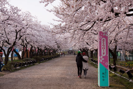 恋人同士の花ロードかな