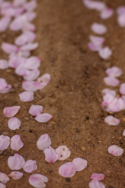 道にサクラの花びらが