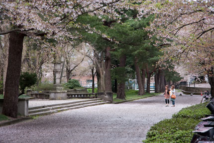 散った桜と仲良し