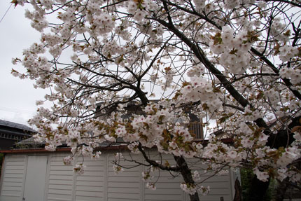 大島桜