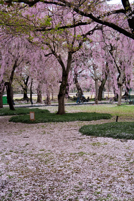 桜花びらの絨毯