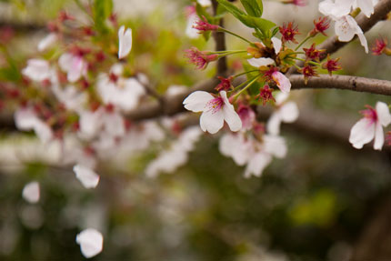 桜散る