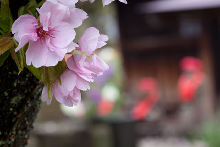 八重桜