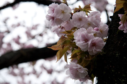 あちらこちらに花が