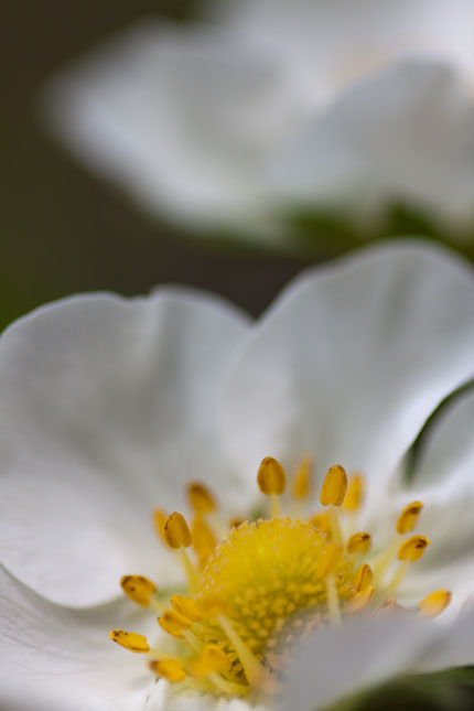 苺の花のアップ