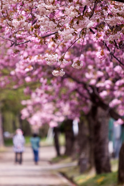 八重桜