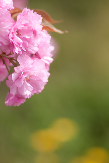 緑に映える八重桜