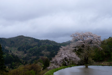 松代儀明の棚田に桜が