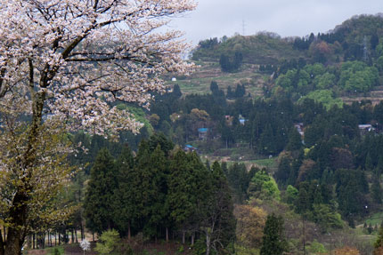 桜の花散る姿