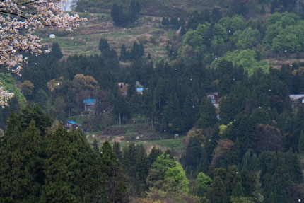 儀明の棚田、サクラの花散るシーン！