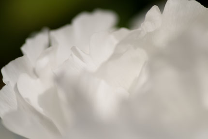 白いが存在感のある花びら