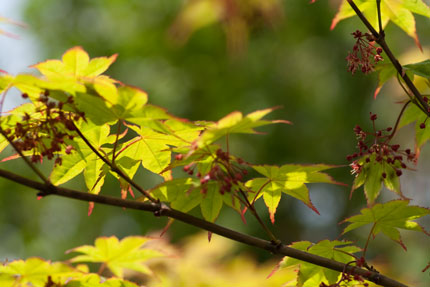 新緑の5月上旬