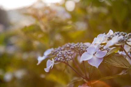 夕日に輝く紫陽花